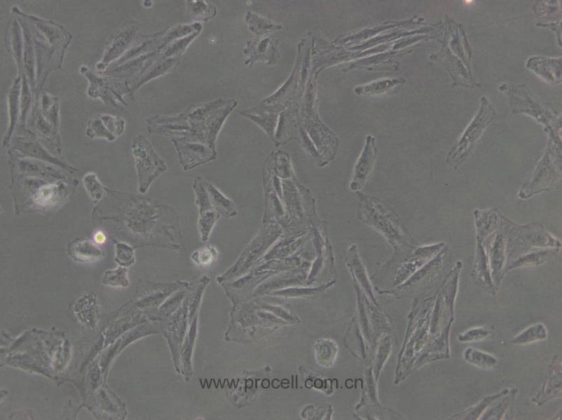 L6 (大鼠成肌細(xì)胞) (種屬鑒定正確)