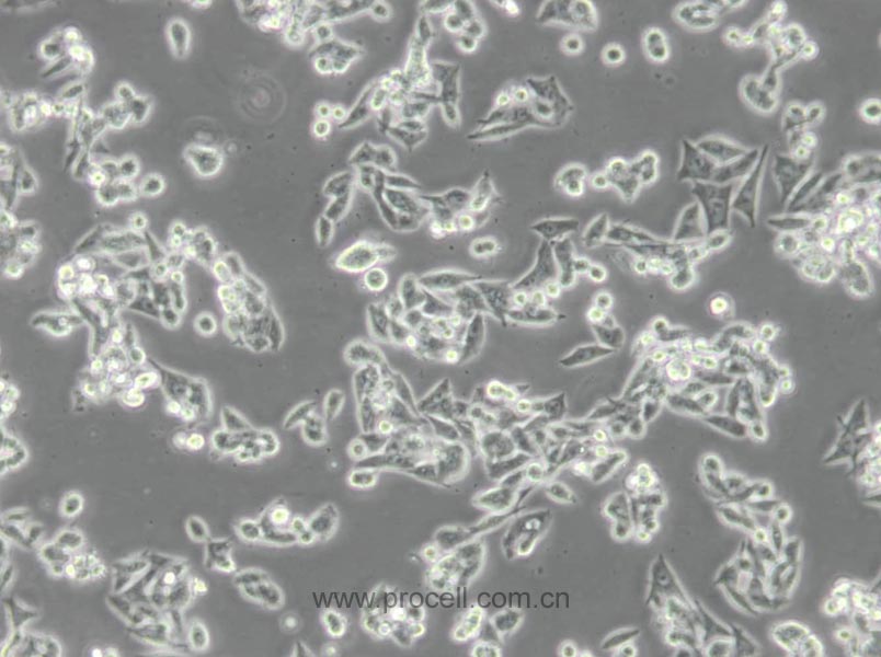 CW-2 (人結(jié)腸腺癌細胞) (STR鑒定正確)