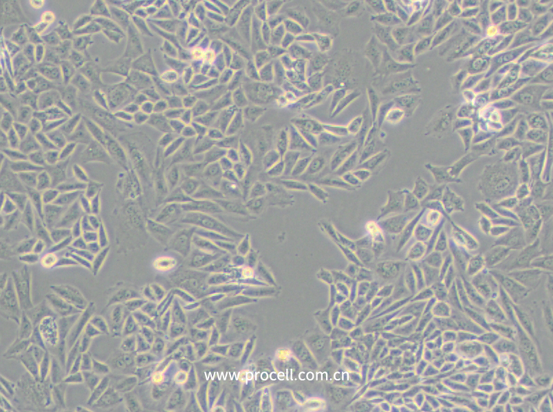 CTLA4 Ig-24 (中國倉鼠卵巢細胞)(種屬鑒定正確)