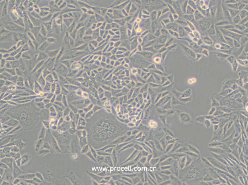 CTLA4 Ig-24 (中國倉鼠卵巢細胞)(種屬鑒定正確)