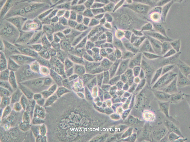 CTLA4 Ig-24 (中國倉鼠卵巢細胞)(種屬鑒定正確)