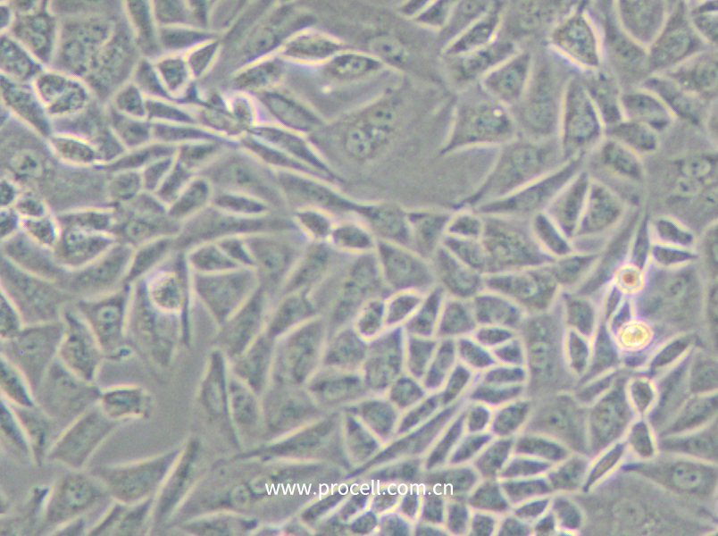 CTLA4 Ig-24 (中國倉鼠卵巢細胞)(種屬鑒定正確)