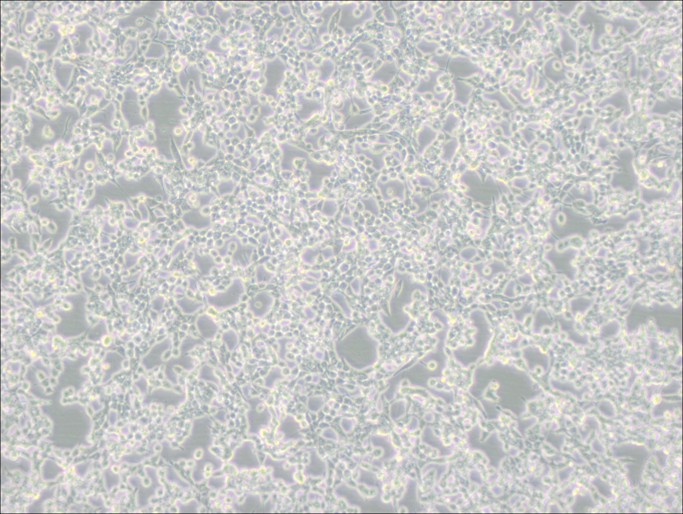 293E (人胚腎細(xì)胞(EBNA1基因修飾))(STR鑒定正確)