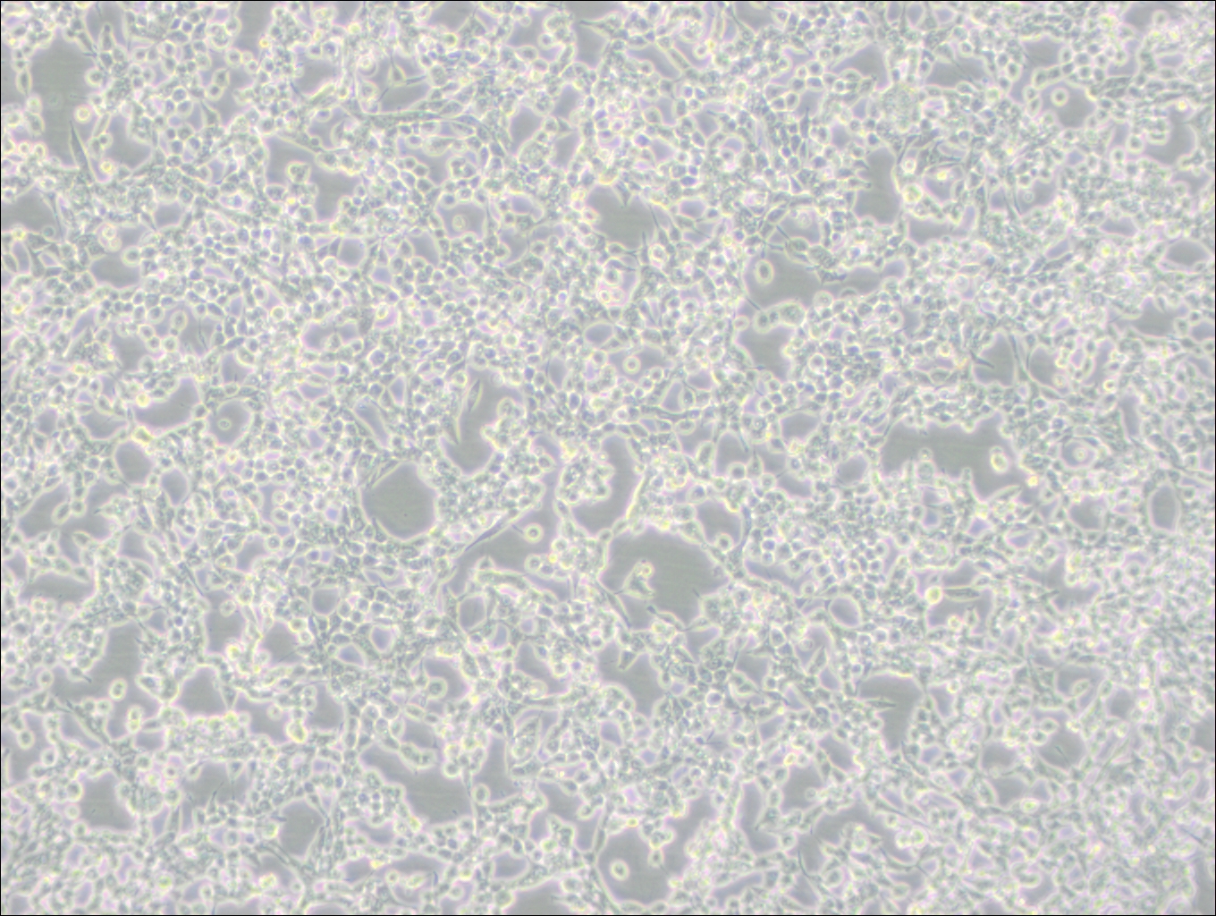 293E (人胚腎細(xì)胞(EBNA1基因修飾))(STR鑒定正確)