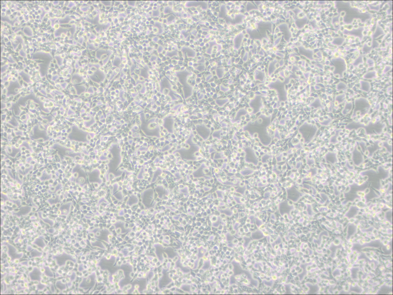 293E (人胚腎細(xì)胞(EBNA1基因修飾))(STR鑒定正確)