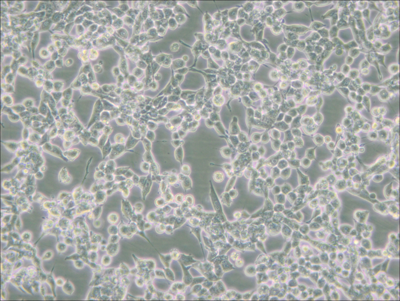 293E (人胚腎細(xì)胞(EBNA1基因修飾))(STR鑒定正確)