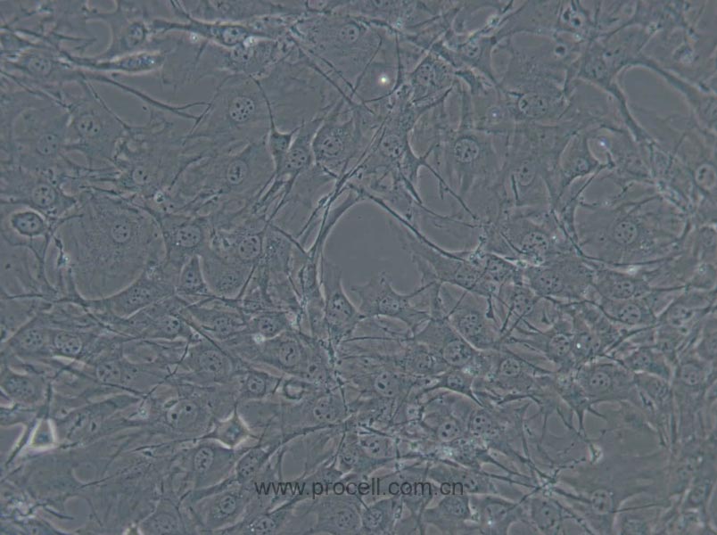 C3H/10T1/2, Clone 8 (小鼠胚胎成纖維細(xì)胞) (STR鑒定正確)