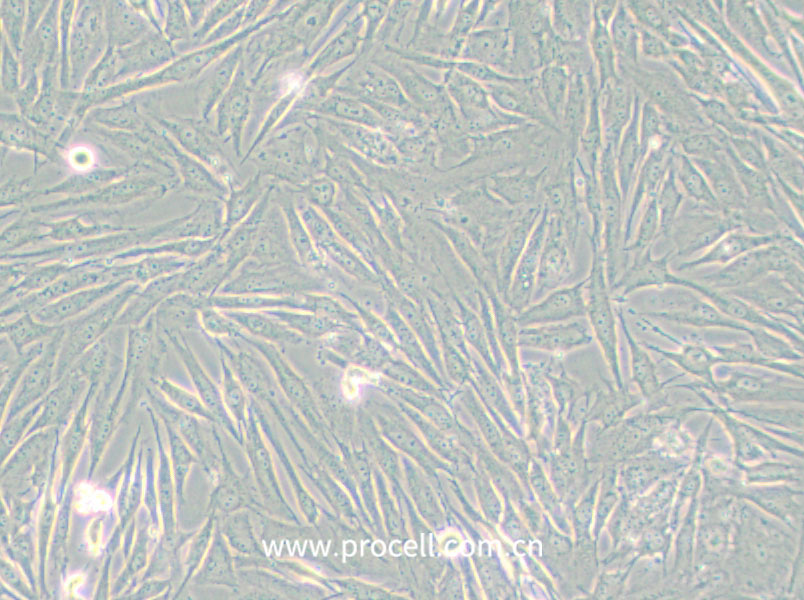 HS 683 (人腦膠質瘤細胞) (STR鑒定正確)