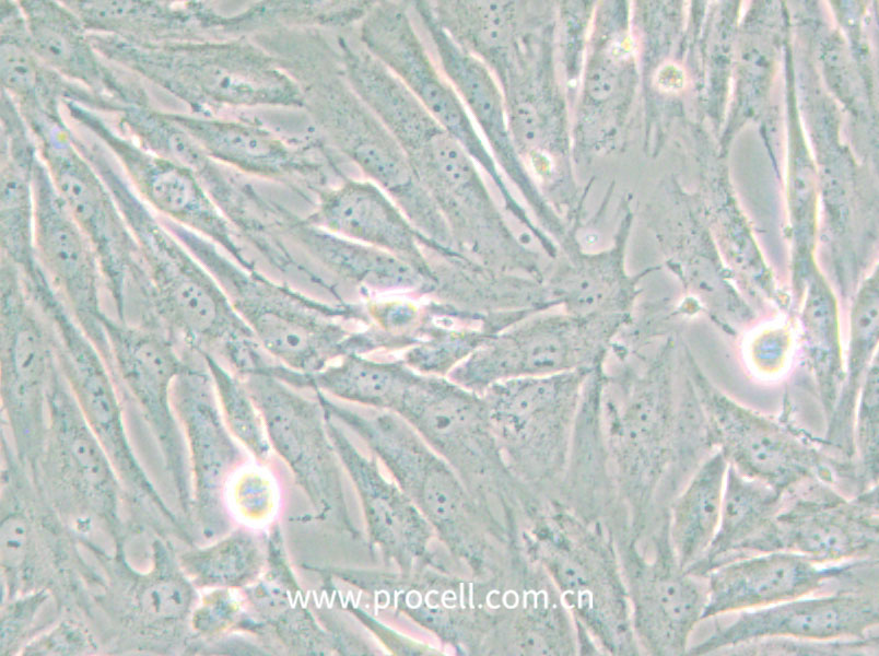 HS 683 (人腦膠質瘤細胞) (STR鑒定正確)