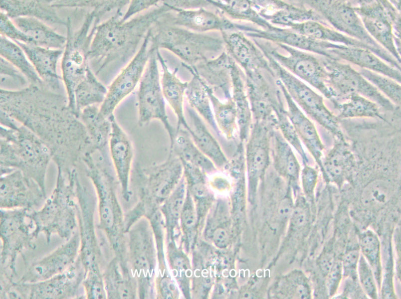 HS 683 (人腦膠質瘤細胞) (STR鑒定正確)