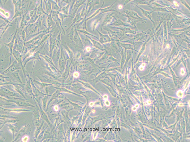 NCI-H2452 [H2452] (人間皮瘤細胞) (STR鑒定正確)