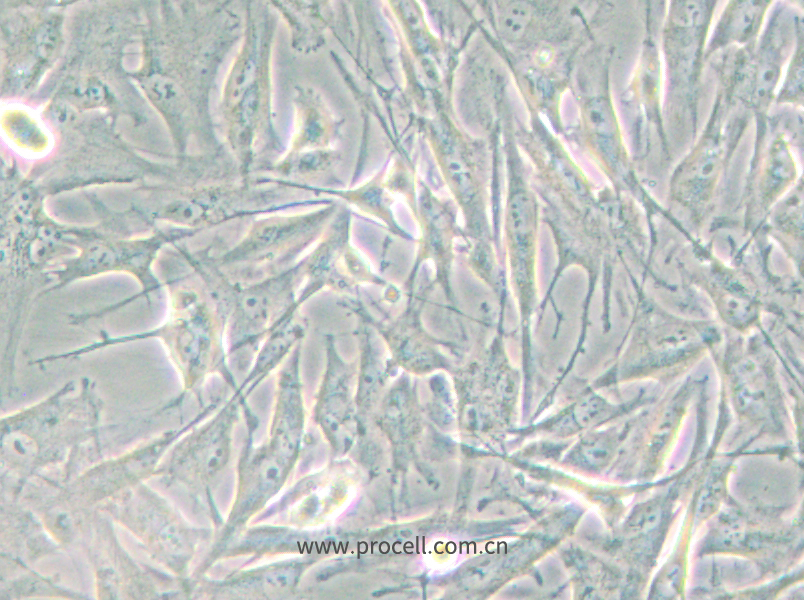 NCI-H2452 [H2452] (人間皮瘤細胞) (STR鑒定正確)