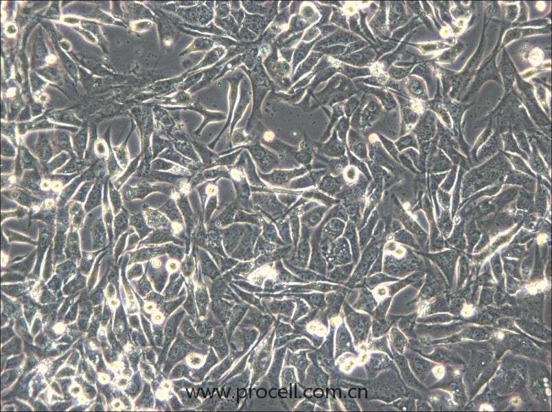 NCI-H596 (人肺腺鱗癌細胞) (STR鑒定正確）