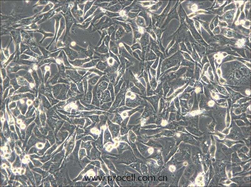 NCI-H596 (人肺腺鱗癌細胞) (STR鑒定正確）