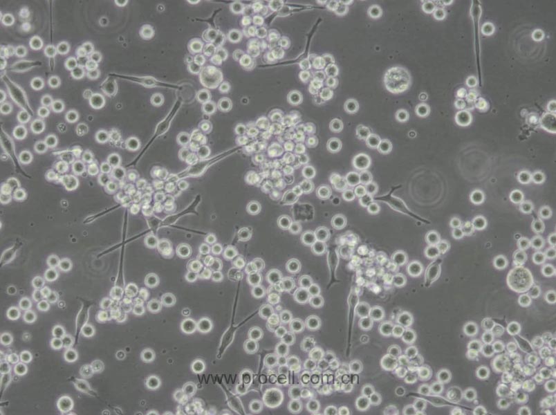 SK-MEL-1 (人皮膚黑色素瘤細(xì)胞) (STR鑒定正確)