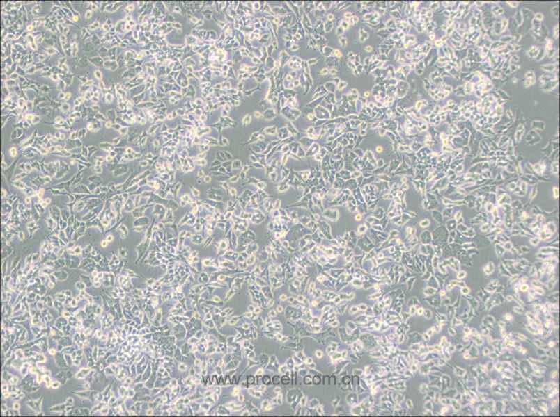 PC-12(Low differentiation) (大鼠腎上腺嗜鉻細(xì)胞瘤細(xì)胞(低分化)) (種屬鑒定正確)