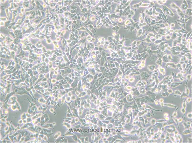 PC-12(Low differentiation) (大鼠腎上腺嗜鉻細(xì)胞瘤細(xì)胞(低分化)) (種屬鑒定正確)