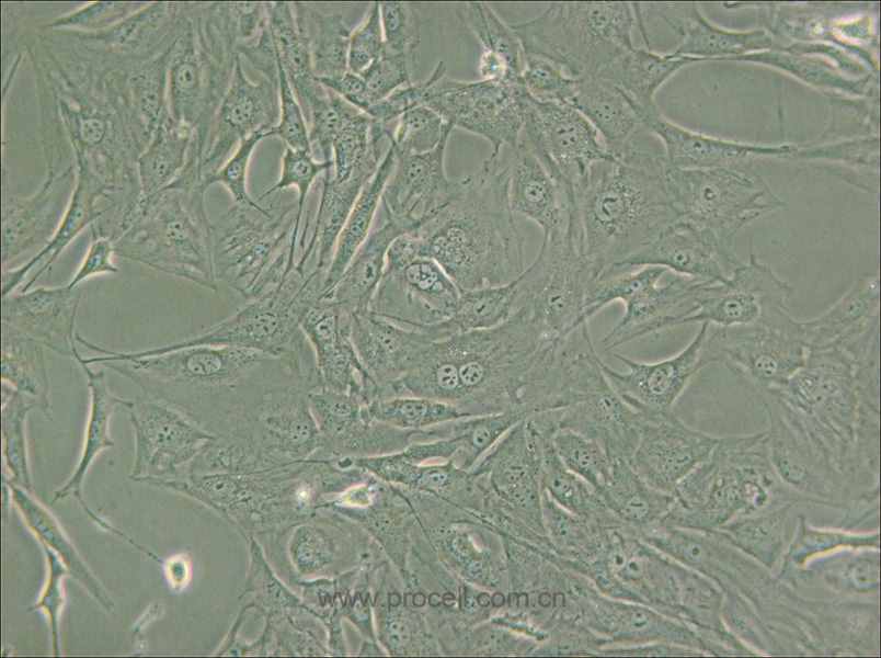 3T3-Swiss albino (小鼠胚胎成纖維細(xì)胞) (STR鑒定正確)