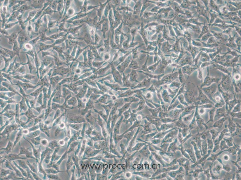 CAL-62 (人甲狀腺癌細胞(未分化)) (STR鑒定正確)