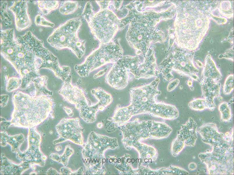 SW948 (人結腸腺癌細胞) (STR鑒定正確)