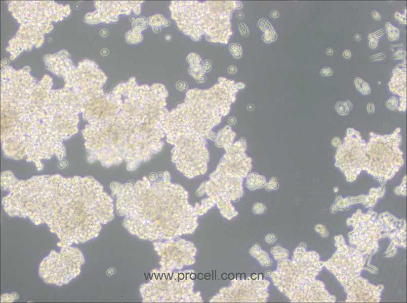 D341Med(人髓母細胞瘤細胞) (STR鑒定正確)