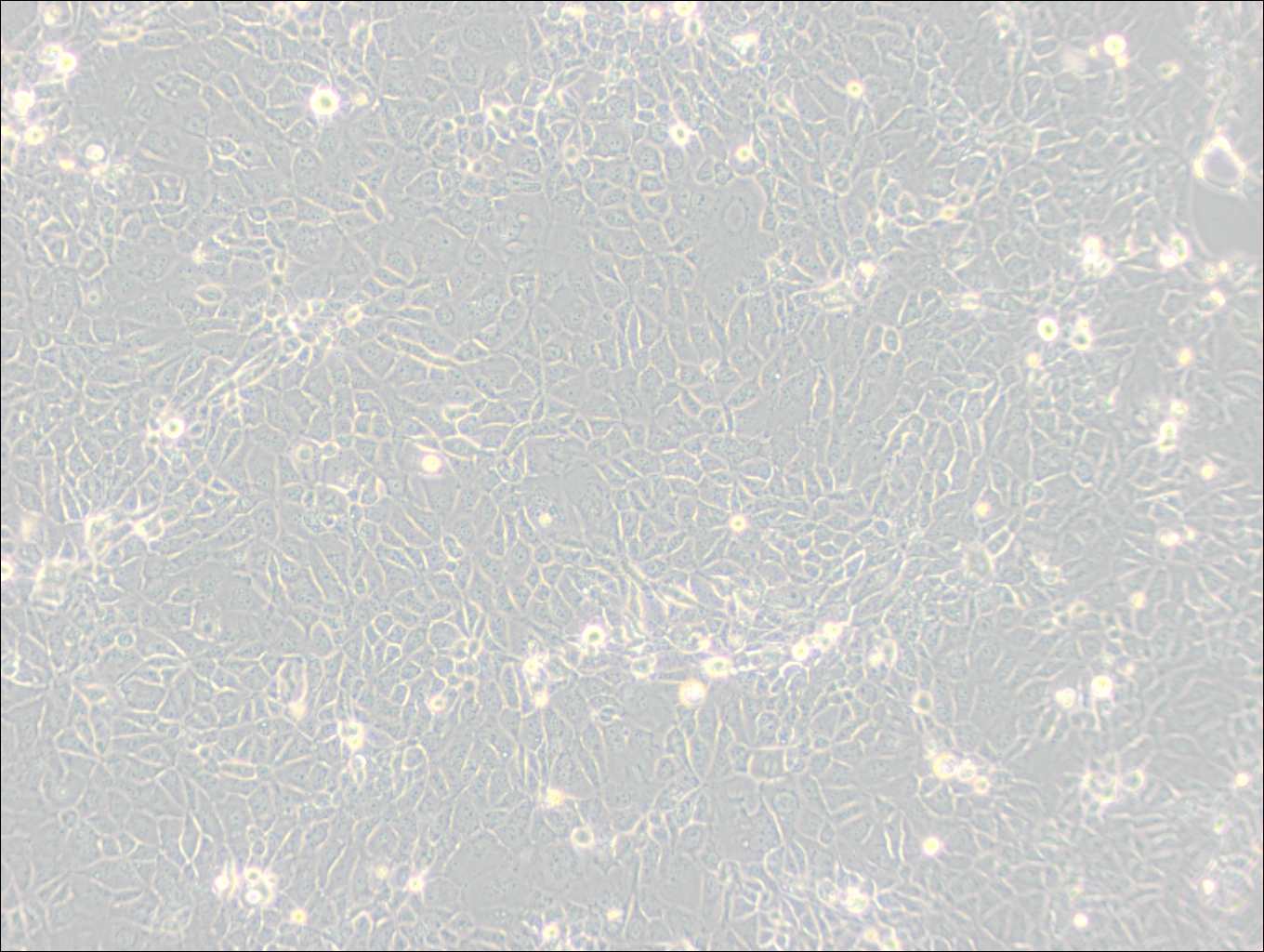 Panc 10.05 (人胰腺癌細(xì)胞) (STR鑒定正確)