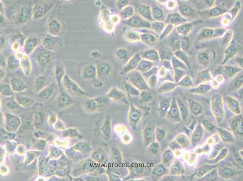 SUM149PT (人乳腺癌細(xì)胞) (STR鑒定正確)