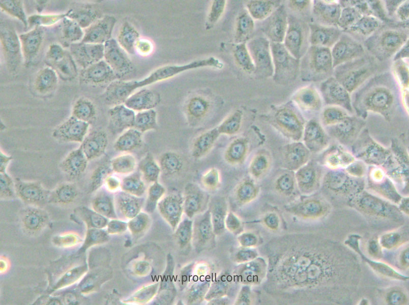 SUM149PT (人乳腺癌細(xì)胞) (STR鑒定正確)