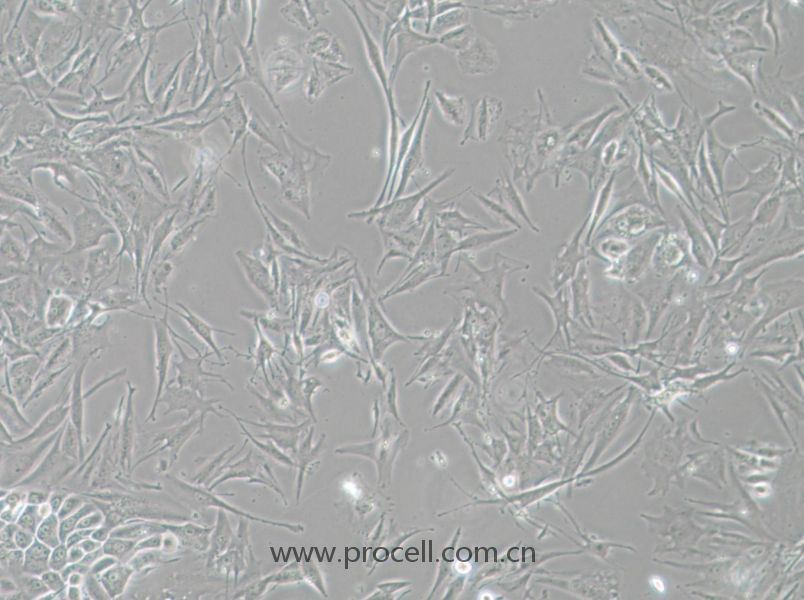 NCI-H1648 (人肺癌腺癌細胞) (STR鑒定正確)