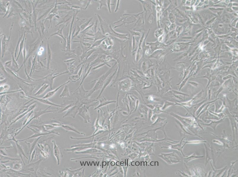 NCI-H1648 (人肺癌腺癌細胞) (STR鑒定正確)