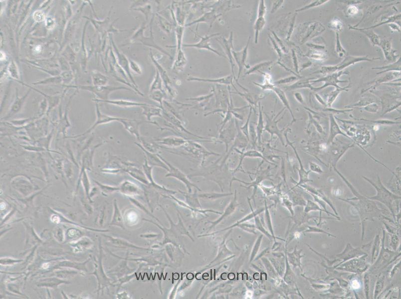 NCI-H1648 (人肺癌腺癌細胞) (STR鑒定正確)