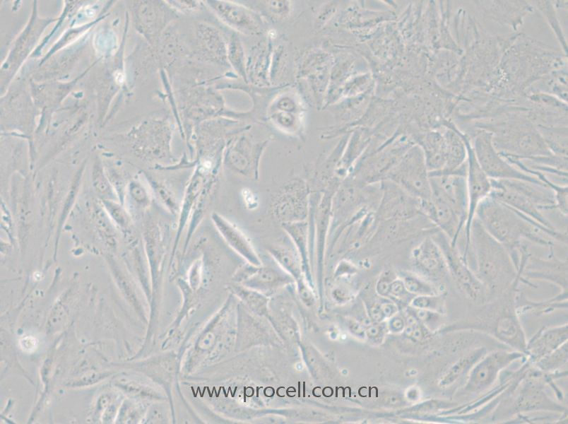 NCI-H1648 (人肺癌腺癌細胞) (STR鑒定正確)