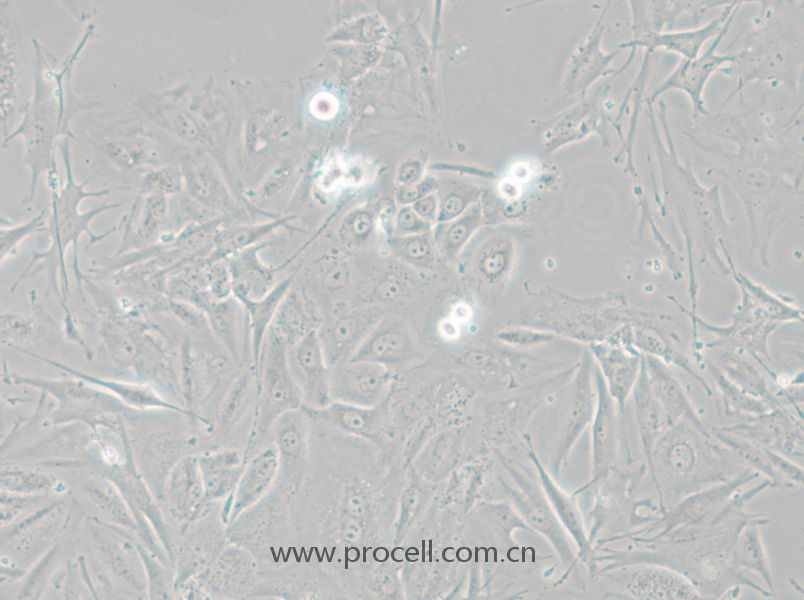 NCI-H1648 (人肺癌腺癌細胞) (STR鑒定正確)