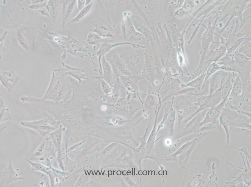 NCI-H1648 (人肺癌腺癌細胞) (STR鑒定正確)