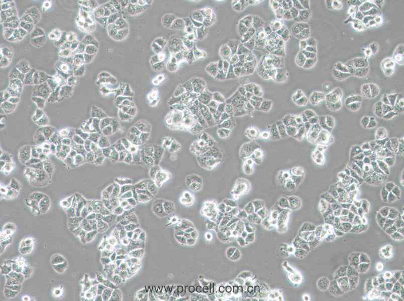 HCC1428 (人乳腺腺癌細(xì)胞) (STR鑒定正確)