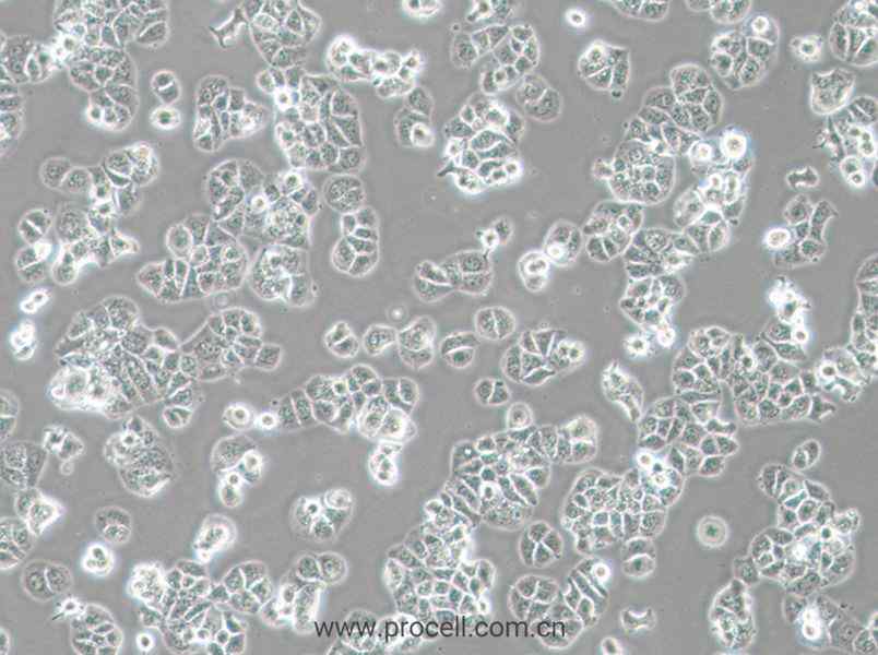 HCC1428 (人乳腺腺癌細(xì)胞) (STR鑒定正確)