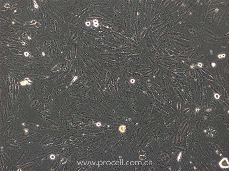 NCI-H2030 (人非小細(xì)胞肺癌細(xì)胞) (STR鑒定正確)