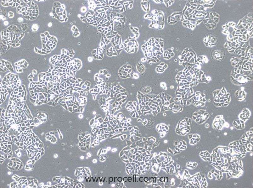 HCC1833 (人肺癌腺癌細胞) (STR鑒定正確)