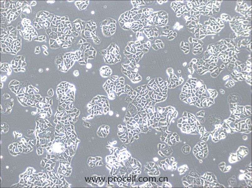 HCC1833 (人肺癌腺癌細胞) (STR鑒定正確)