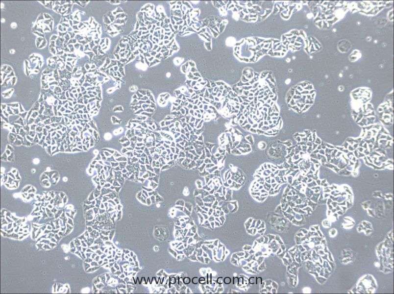 HCC1833 (人肺癌腺癌細胞) (STR鑒定正確)