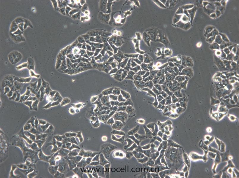 HCC1833 (人肺癌腺癌細胞) (STR鑒定正確)