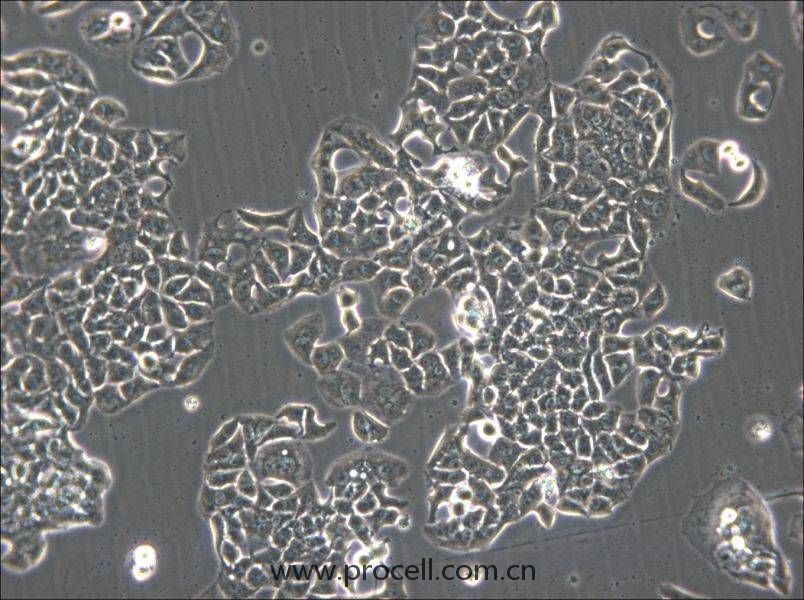 HCC1833 (人肺癌腺癌細胞) (STR鑒定正確)