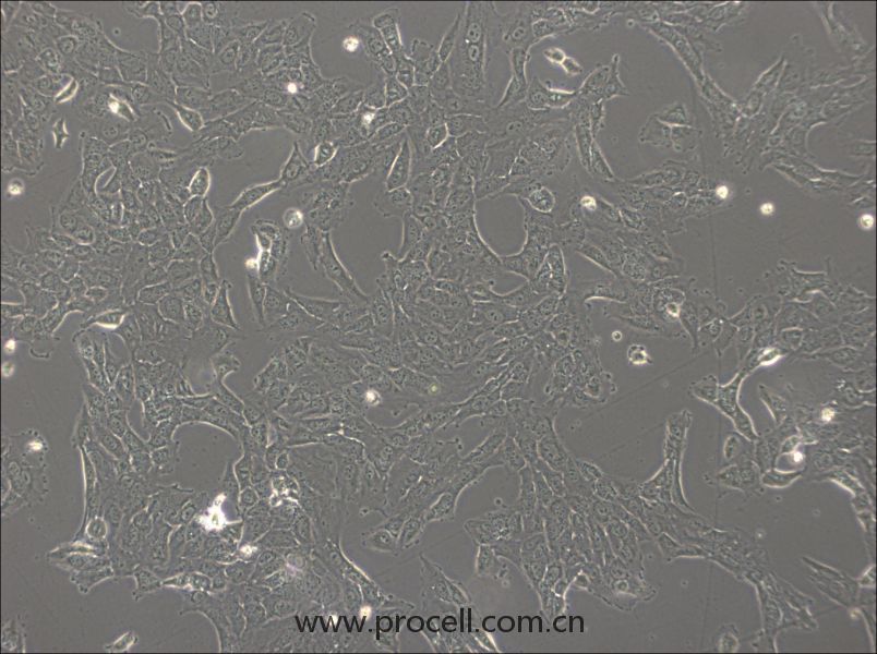 NCI-H1792(人肺腺癌細(xì)胞) (STR鑒定正確)