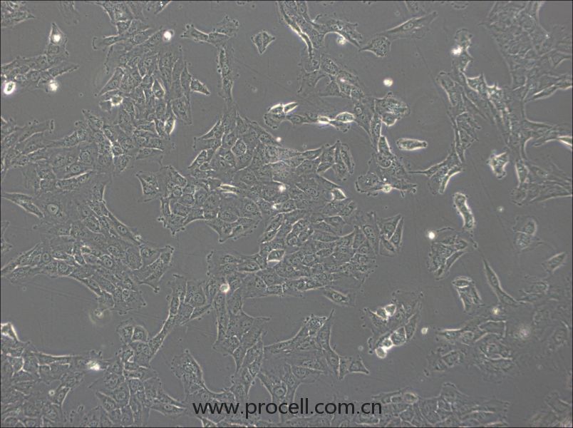 NCI-H1792(人肺腺癌細(xì)胞) (STR鑒定正確)