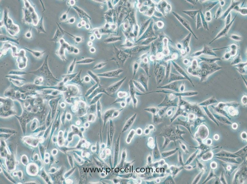 NCI-H1993 (人非小細胞肺癌腺癌細胞) (STR鑒定正確)