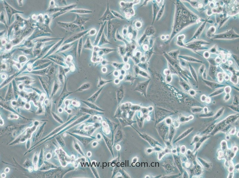 NCI-H1993 (人非小細胞肺癌腺癌細胞) (STR鑒定正確)