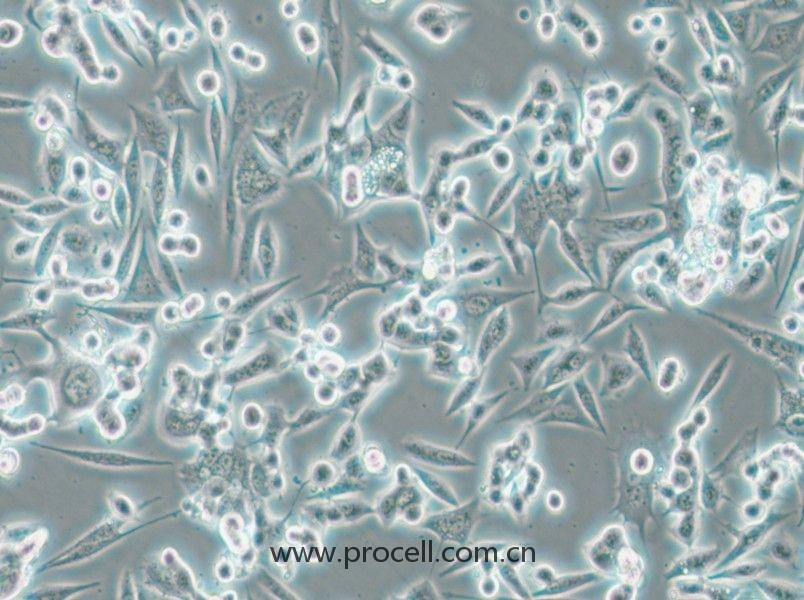 NCI-H1993 (人非小細胞肺癌腺癌細胞) (STR鑒定正確)