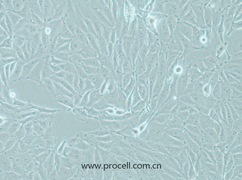 IPEC-J2(豬小腸上皮細(xì)胞)(種屬鑒定正確)