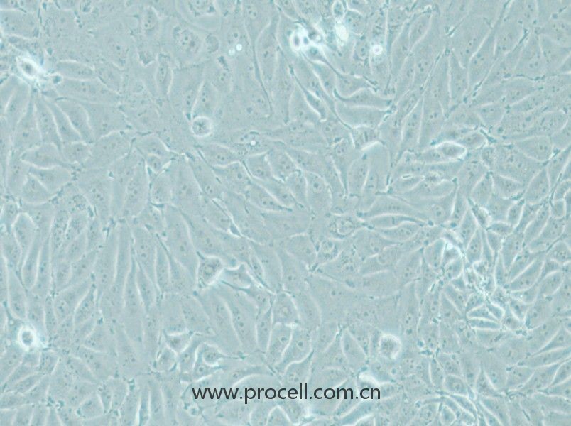 IPEC-J2(豬小腸上皮細(xì)胞)(種屬鑒定正確)