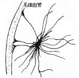 纖維性星形膠質(zhì)細胞